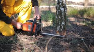 Best Tree Maintenance Programs  in Highland Acres, DE